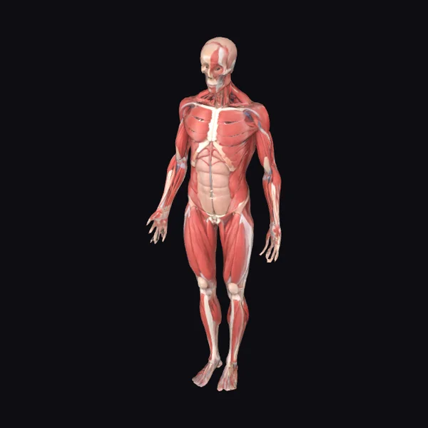 Anatomical Human Figure