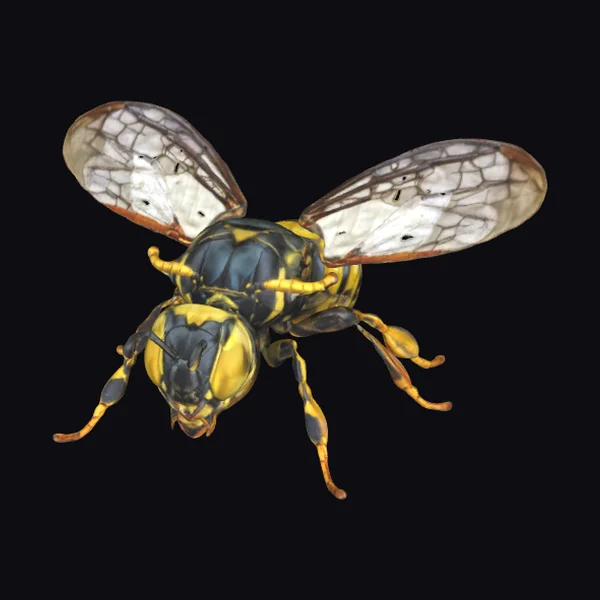 Yellow and Black Wasp