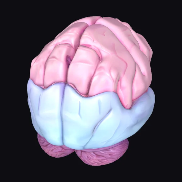 Human Brain Model