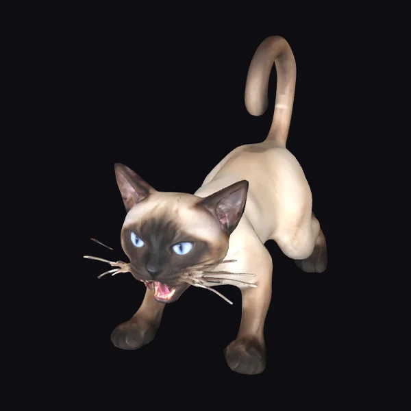 Angry Siamese Cat