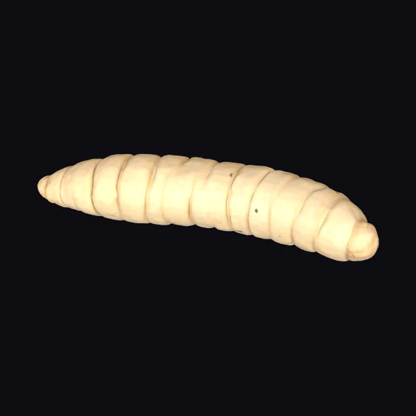 Pale Beige Maggot