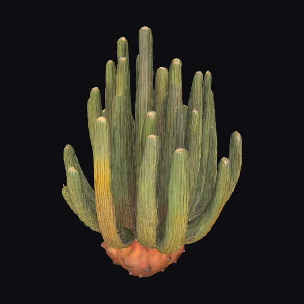 Desert Saguaro Cactus