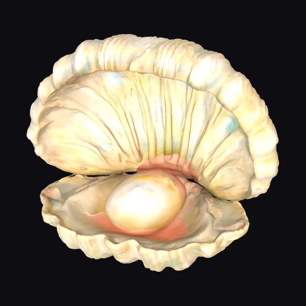 Giant Open Clam Shell