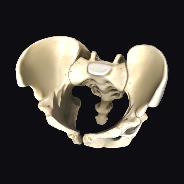 Human Pelvic Bone Structure