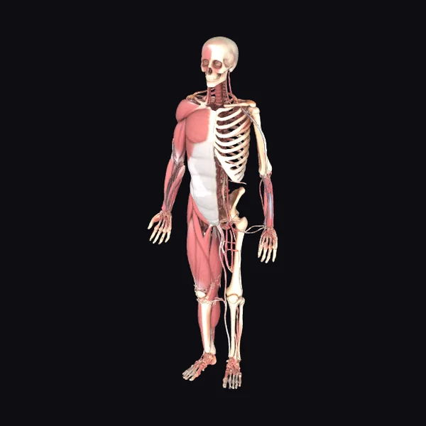 Human Body Anatomy