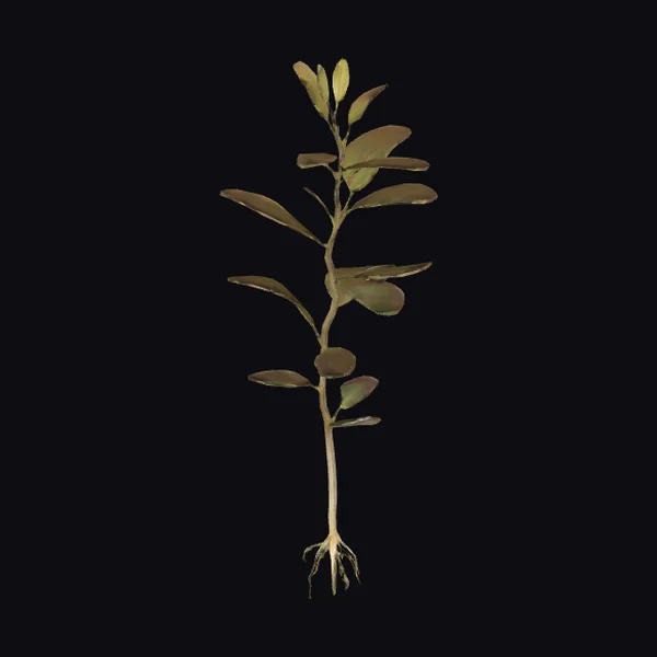 Delicate Seedling Plant