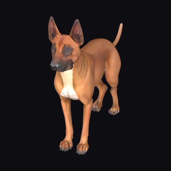 Rhodesian Ridgeback Dog