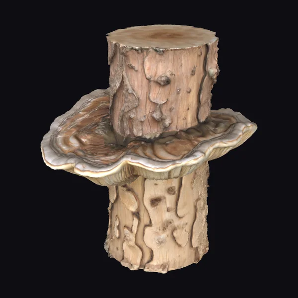 Bracket Fungus Tree Growth