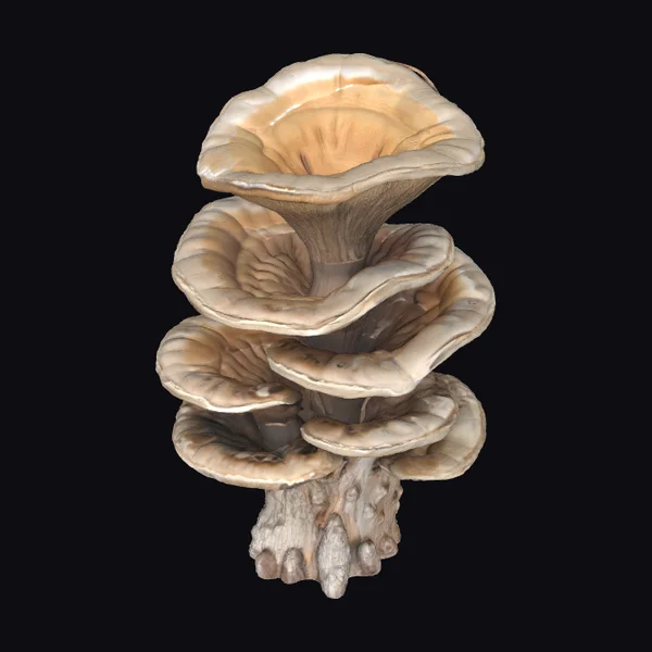 Bracket Fungus Tree Growth