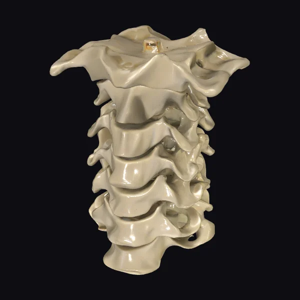 Cervical Spine Structure