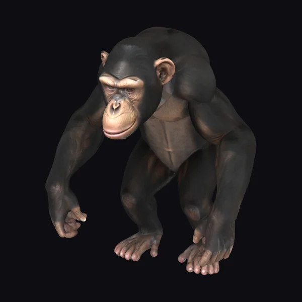 Adult Chimpanzee Quadruped