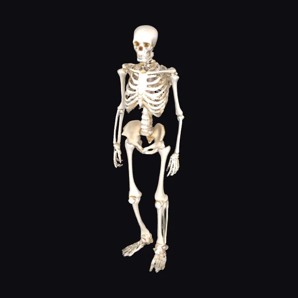 Standing Human Skeleton