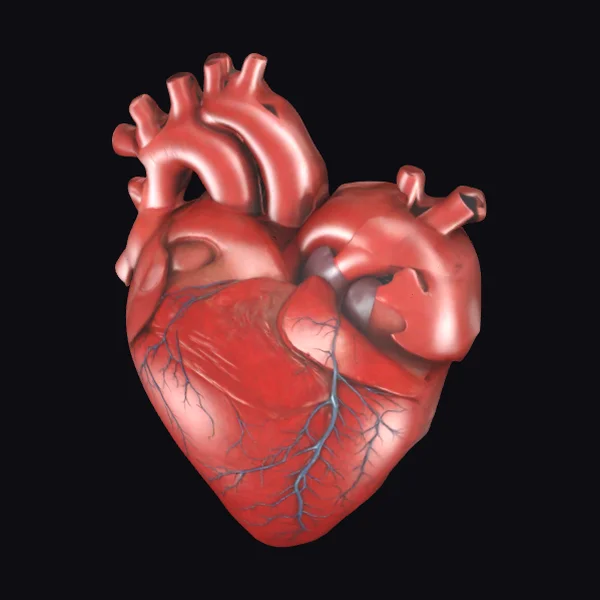 Stylized Human Heart