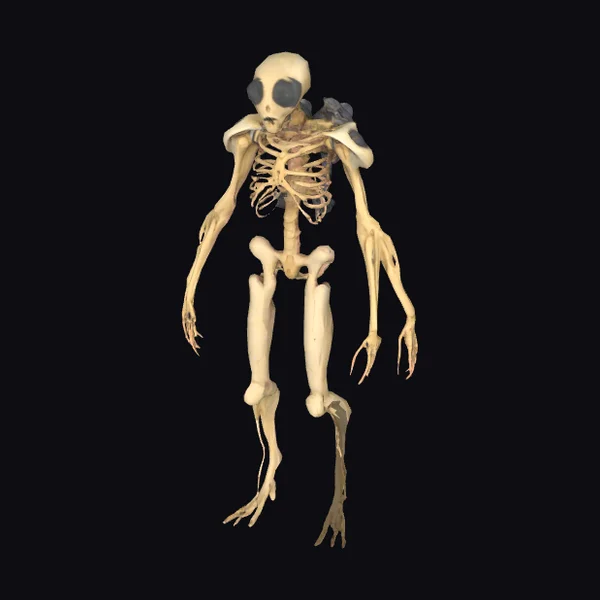 Alien Skeletal Creature