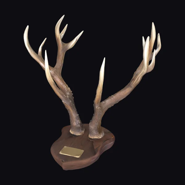 Elk Antler Wall Trophy