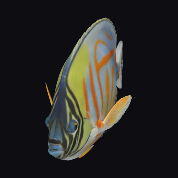 Ornate Butterflyfish