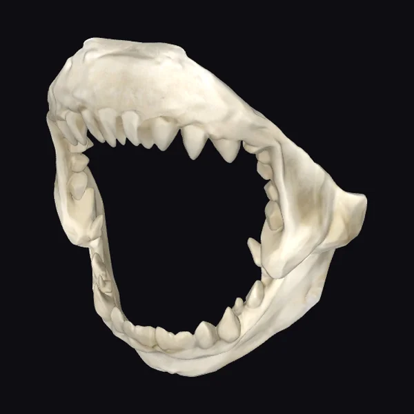 Shark Jaw Bones