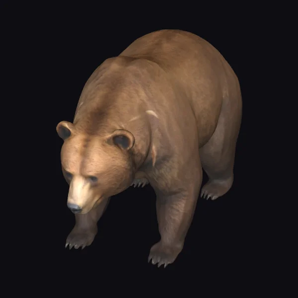 Brown bear walking forward