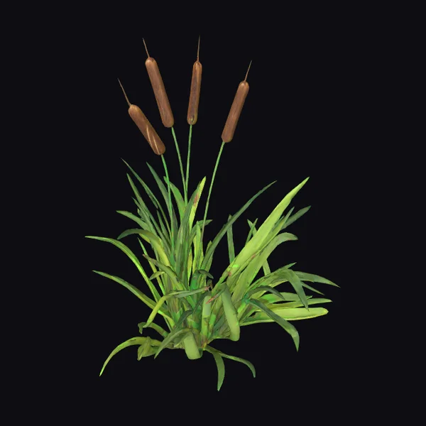 Cattail Plant