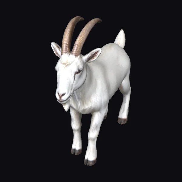 White Goat with Horns
