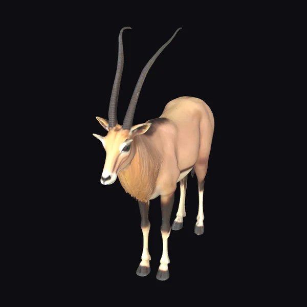 Desert Oryx