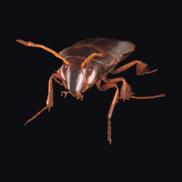 Insect Head Close Up
