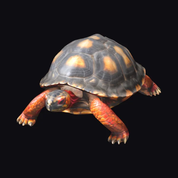 Redfoot Tortoise