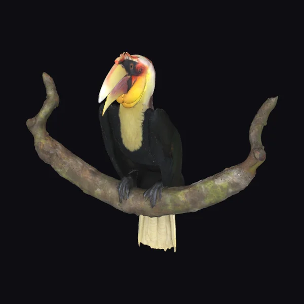 Toucan on Tree Branch