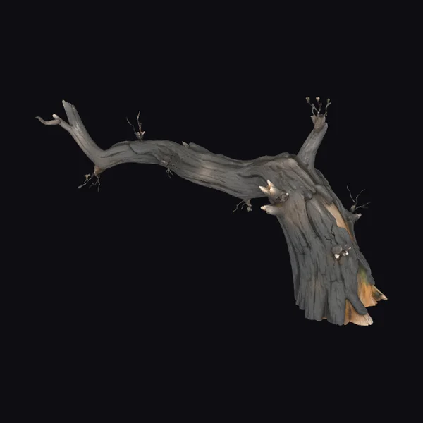 Large Ancient Tree Branch