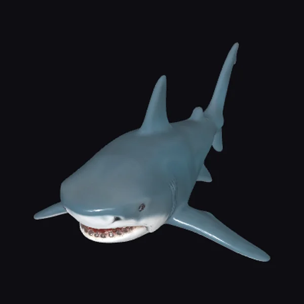 Gray Shark with Teeth