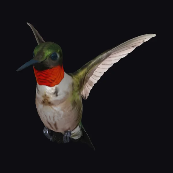 Hummingbird in Flight