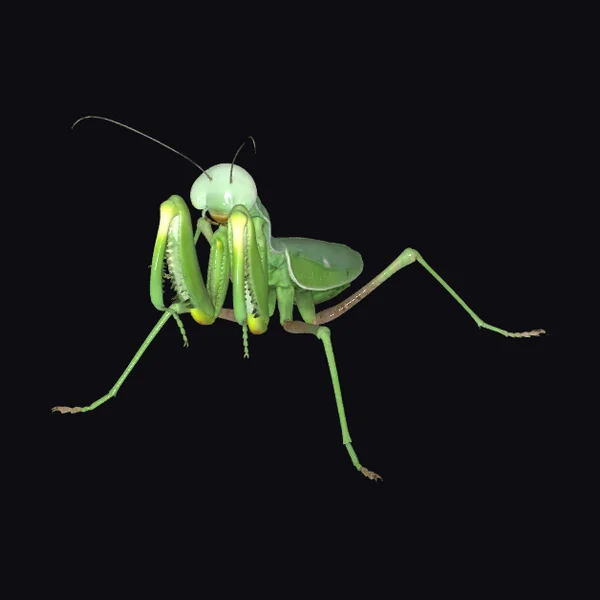 Green Praying Mantis
