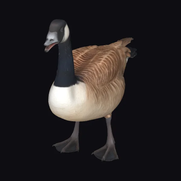 Canada Goose Bird