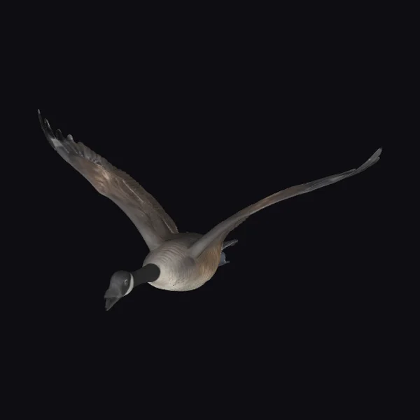 Canada Goose in Flight