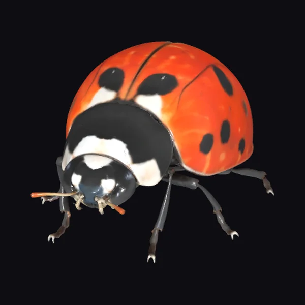 Nine Spotted Ladybug