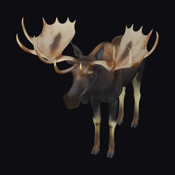 Large Antlered Moose
