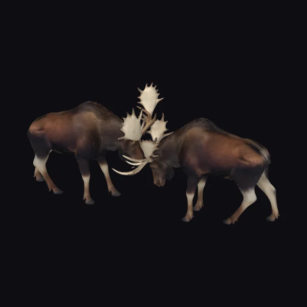 Moose Antler Clash