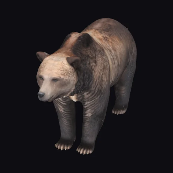 American Grizzly Bear