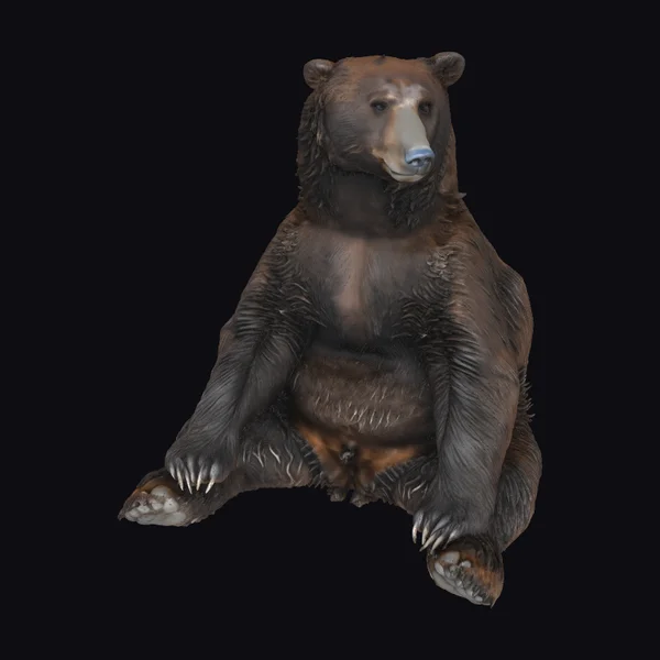 Brown Grizzly Bear Sitting