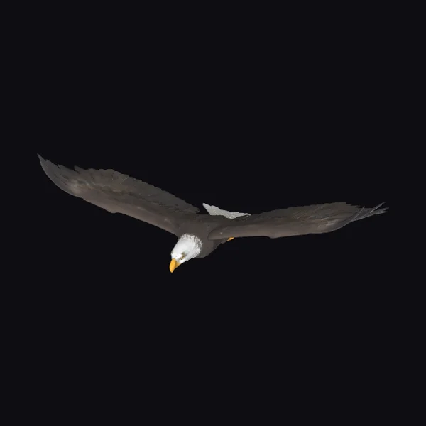American Bald Eagle in Flight