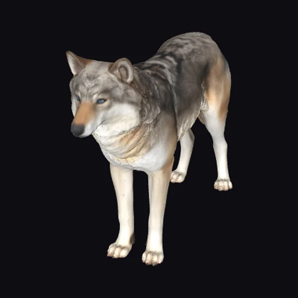 Grey Wolf Standing