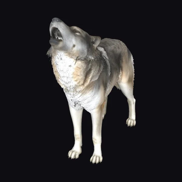 Grey Wolf Howling