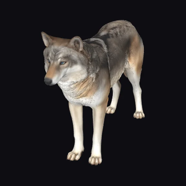 Grey Wolf Standing