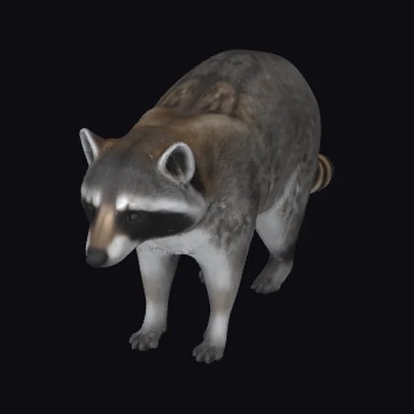 American Raccoon