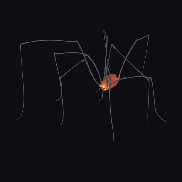 Harvestman Spider Closeup
