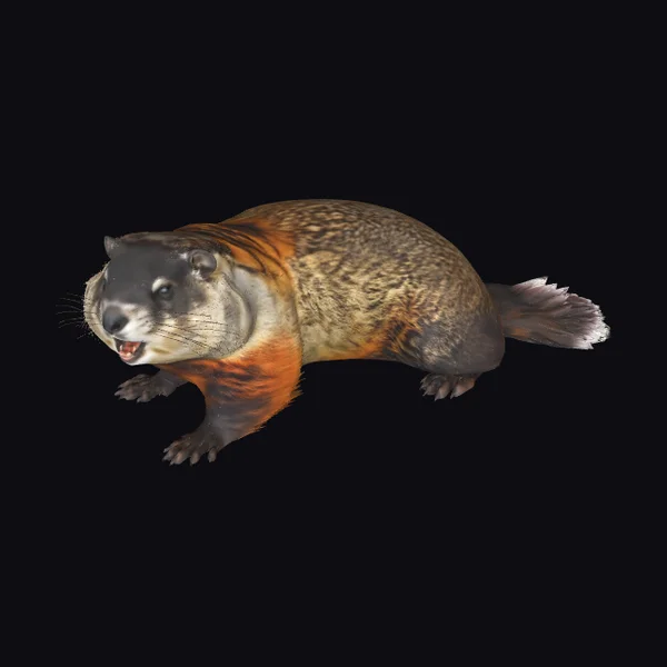 Furry Groundhog Creature