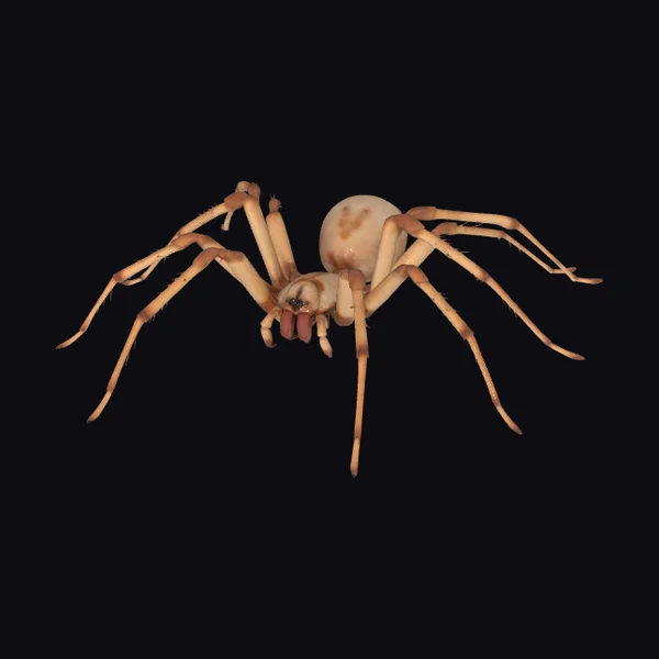 Brown Recluse Spider
