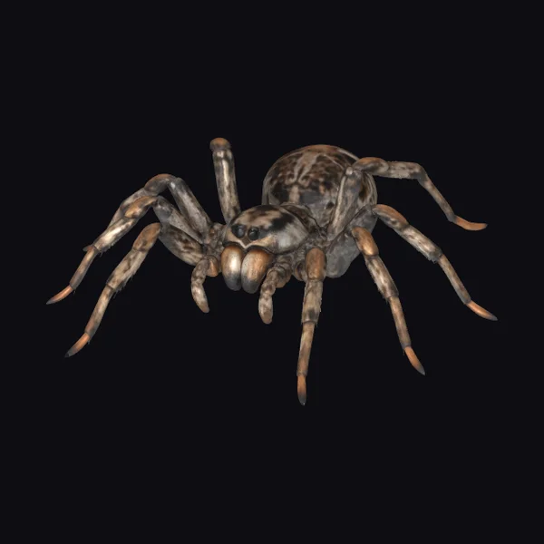 Brown Wolf Spider