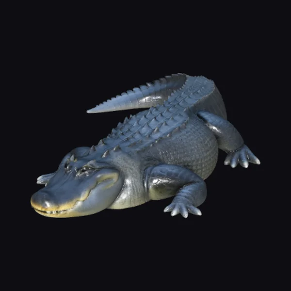 Large American Alligator