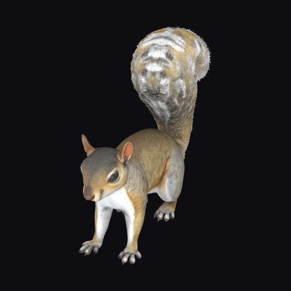 American Squirrel